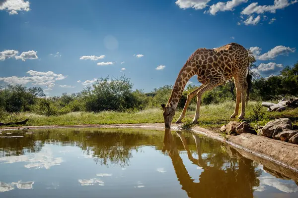 Giraffe Drinking Waterhole Kruger National Park South Africa Specie Giraffa Fotos de stock