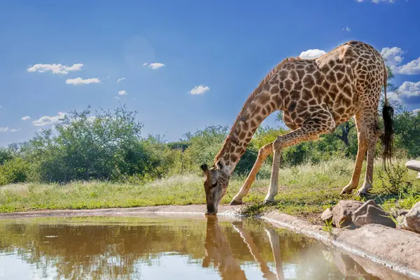 Giraffe Drinken Bij Waterput Kruger National Park Zuid Afrika Soort Stockfoto