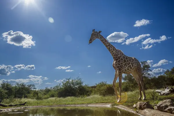 Girafe Debout Point Eau Dans Rétroéclairage Dans Parc National Kruger Photos De Stock Libres De Droits