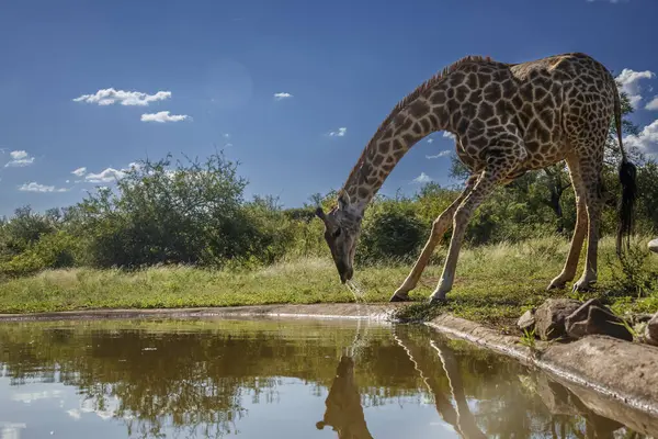 Giraffe Trinkt Wasserloch Kruger Nationalpark Südafrika Giraffa Camelopardalis Familie Der Stockfoto