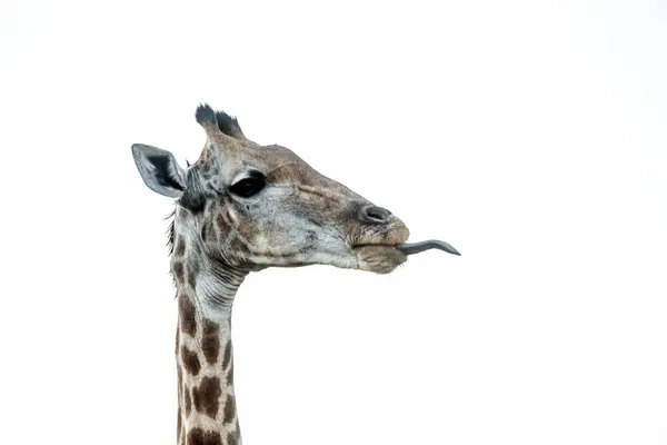 Girafe Portrait Drôle Isolé Arrière Plan Blanc Dans Parc National Images De Stock Libres De Droits