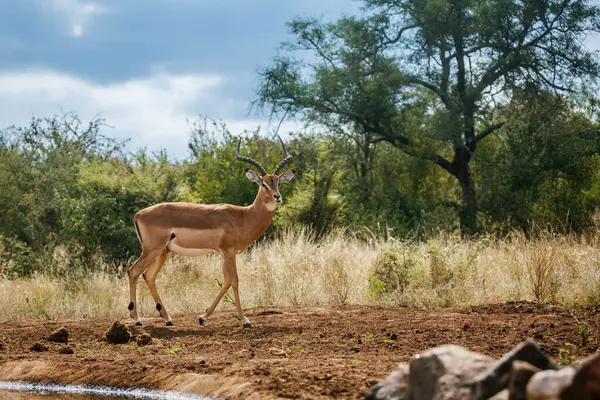 Κοινή Impala Περπάτημα Κατά Μήκος Νερόλακκου Kruger National Park Νότια Φωτογραφία Αρχείου