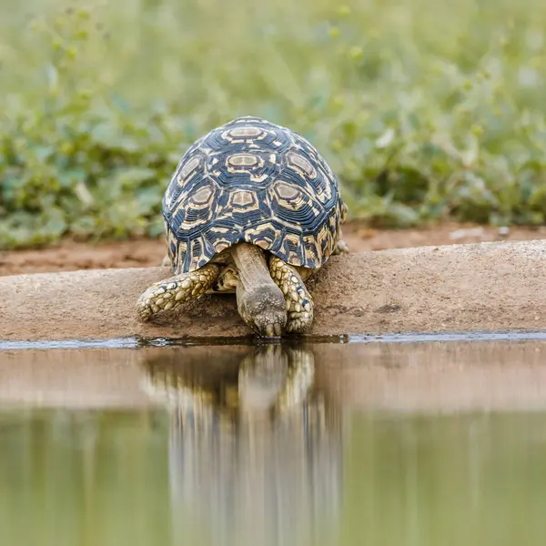 Żółw Trędowaty Pijący Widok Przodu Otworze Wodnym Kgalagadi Transfrontier Park Obrazek Stockowy