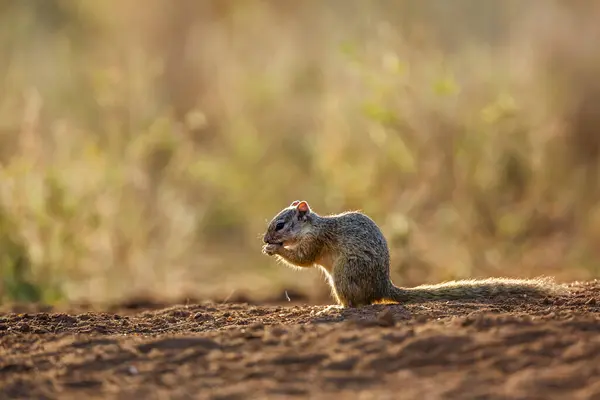 Smith Bush Squirrel Eating Seads Ground Kruger National Park África Fotos De Bancos De Imagens