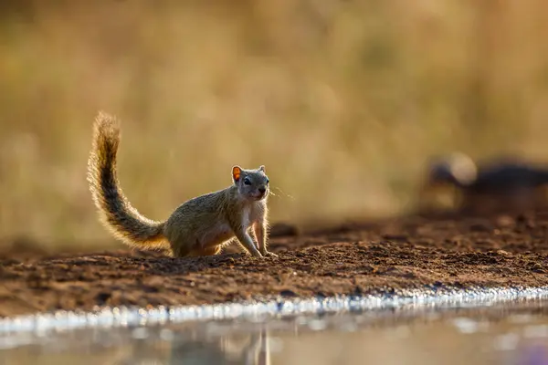 Smith Bush Squirrel Tail Ground Backlit Kruger National Park África Fotografias De Stock Royalty-Free