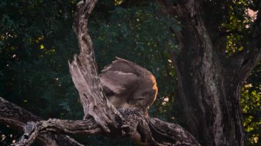 Güney Afrika 'daki Kruger Ulusal Parkı' nda şafak vakti avını yiyen Verreaux Eagle-Owl Strigidae ailesinden Specie Bubo Lacteus.