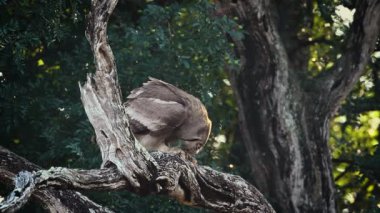 Güney Afrika 'daki Kruger Ulusal Parkı' nda şafak vakti avını yiyen Verreaux Eagle-Owl Strigidae ailesinden Specie Bubo Lacteus.