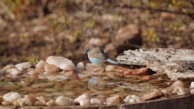 Güney Afrika 'daki Kruger Ulusal Parkı' ndaki su birikintisinde içen iki mavi göğüslü Cordonbleu; Estrildidae familyasından Specie Uraeginthus angolensis