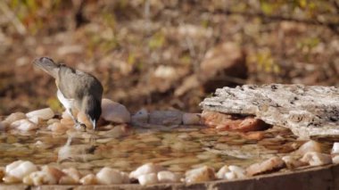 Güney Afrika 'daki Kruger Ulusal Parkı' ndaki su birikintisinde içen koyu renkli Bulbul; Pycnonotidae familyasından üç renkli Specie Pycnonotus