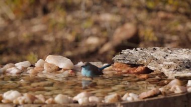Mavi göğüslü Cordonbleu ve köy dokumacı Kruger Ulusal Parkı, Güney Afrika 'daki su birikintisinde içki içip banyo yapıyorlar.