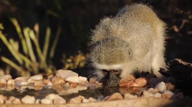 Güney Afrika 'daki Kruger Ulusal Parkı' ndaki su birikintisinde içen maymun portresi; Cercopithecidae ailesinden Specie Chlorocebus pygerythrus