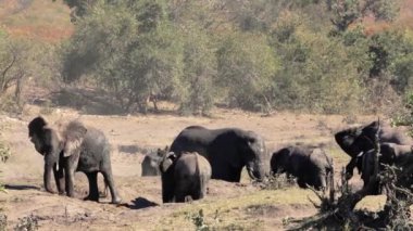 Güney Afrika 'daki Kruger Ulusal Parkı' ndaki çamurlu su birikintisinde tımarlanan küçük bir Afrika fili grubu ve Fil familyasından Specie Loxodonta africana.