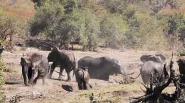 Güney Afrika 'daki Kruger Ulusal Parkı' ndaki çamurlu su birikintisinde tımarlanan küçük bir Afrika fili grubu ve Fil familyasından Specie Loxodonta africana.