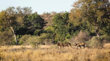 Güney Afrika 'daki Kruger Ulusal Parkı' nda savanada yürüyen Afrika aslanlarının gururu Felidae 'deki Specie Panthera leo ailesi