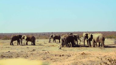 Güney Afrika 'daki Kruger Ulusal Parkı' ndaki su birikintisinde su içen küçük bir Afrika fili grubu; Fil giller familyasından Specie Loxodonta africana