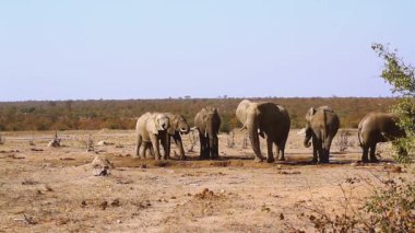 Güney Afrika 'daki Kruger Ulusal Parkı' ndaki su birikintisinde su içen bir grup Afrika fili; Filgiller familyasından Specie Loxodonta africana