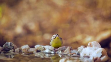 Afrika Altın Göğüslü Bunting Kruger Ulusal Parkı, Güney Afrika; Specie Fringillaria flaviventris Emberizidae ailesi