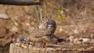 Güney Afrika 'daki Kruger Ulusal Parkı' ndaki su birikintisinde içen iki Crested Francolin; Phasianidae familyasından Specie Dendroperdix sephaena