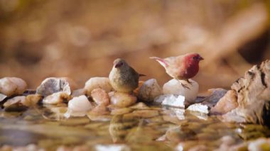 Güney Afrika 'daki Kruger Ulusal Parkı' nda gölette içen kırmızı gagalı Firefinch çifti; Estrildidae 'den Specie ailesi Lagonosticta senegala