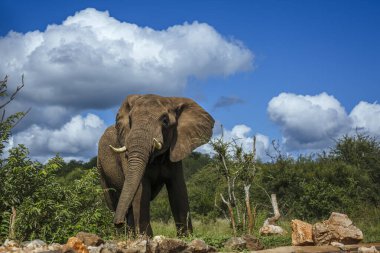Güney Afrika 'daki Kruger Ulusal Parkı' ndaki su birikintisi boyunca uzanan Afrika çalı fili; Filgiller familyasından Specie Loxodonta africana
