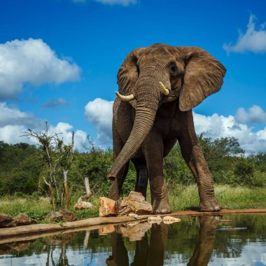 Güney Afrika 'daki Kruger Ulusal Parkı' ndaki su birikintisi boyunca uzanan Afrika çalı fili; Filgiller familyasından Specie Loxodonta africana