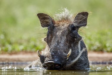 Güney Afrika 'daki Kruger Ulusal Parkı' nda yaygın domuz portresi yüzey seviyesi; Suidae familyasından Specie Phacochoerus africanus