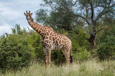 Güney Afrika 'daki Kruger Ulusal Parkı' nda çalılıklarda alarmda olan zürafa; Giraffidae ailesinden Tür Züraffa camelopardalis