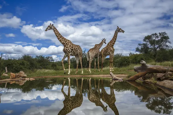 Stock image Three Giraffes along waterhole with reflection in Kruger National park, South Africa ; Specie Giraffa camelopardalis family of Giraffidae