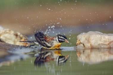 African Golden breasted Bunting bathing in waterhole with reflection in Kruger National park, South Africa ; Specie Fringillaria flaviventris family of Emberizidae clipart