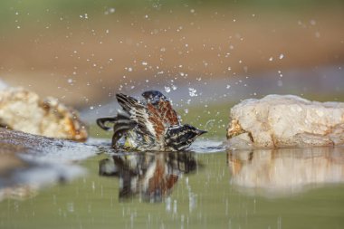 Afrika Altın Göğüslü Bunting, Güney Afrika 'daki Kruger Ulusal Parkı' nda yansıması olan su birikintisinde yıkanırken Emberizidae 'nin Specie Fringillaria flaviventris ailesi