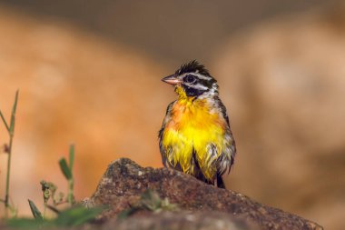African Golden breasted Bunting standing front view on a rock in Kruger National park, South Africa ; Specie Fringillaria flaviventris family of Emberizidae clipart