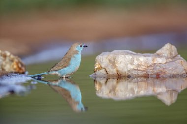 Blue-breasted Cordonbleu  bathing in waterhole with reflection in Kruger National park, South Africa ; Specie Uraeginthus angolensis family of Estrildidae clipart