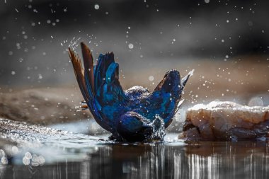 Cape Glossy Starling bathing backlit in waterhole in Kruger National park, South Africa ; Specie Lamprotornis nitens family of Sturnidae clipart