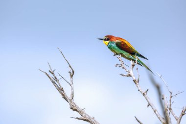 Güney Afrika 'daki Kruger Ulusal Parkı' nda mavi gökyüzünde izole bir dalda duran Avrupalı Arı yiyici; Meropidae 'deki Specie ailesi Merops apiaster