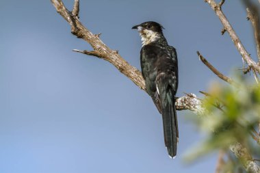Pied Cuckoo standing on a branch isolated in blue sky in Kruger National park, South Africa ; Specie Clamator jacobinus family of Cuculidae clipart