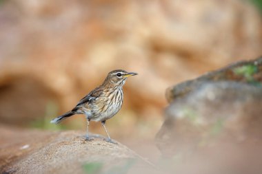 Red, Güney Afrika 'daki Kruger Ulusal Parkı' ndaki bir kayanın yanında duran Scrub Robin 'i destekledi; Specie Cercotrichas löcophrys Musicapidae ailesi