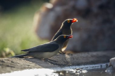 Two Red billed Oxpecker backlit along waterhole in Kruger National park, South Africa ; Specie Buphagus erythrorhynchus family of Buphagidae clipart