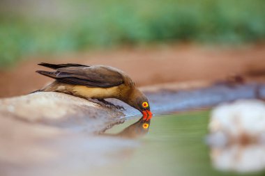 Red billed Oxpecker drinking in waterhole with reflection in Kruger National park, South Africa ; Specie Buphagus erythrorhynchus family of Buphagidae clipart