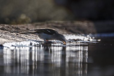 Güney Gri Saçlı Serçe, Güney Afrika 'daki Kruger Ulusal Parkı' ndaki su birikintisinde içki içerken, Specie Ailesi Passeridae familyasından Passer,
