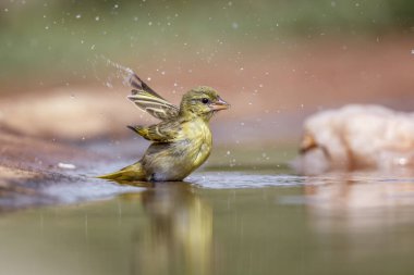 Güney Afrika Kruger Ulusal Parkı 'ndaki su birikintisinde yüzen köy dokumacı; Ploceidae familyasından Specie Ploceus cucullatus.