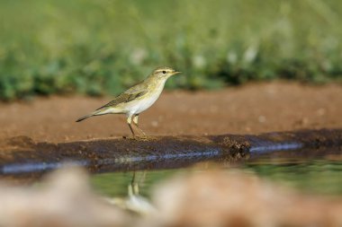 Willow Warbler along waterhole in Kruger National park, South Africa ; Specie Phylloscopus trochilus family of Phylloscopidae clipart