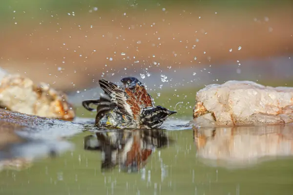 stock image African Golden breasted Bunting bathing in waterhole with reflection in Kruger National park, South Africa ; Specie Fringillaria flaviventris family of Emberizidae