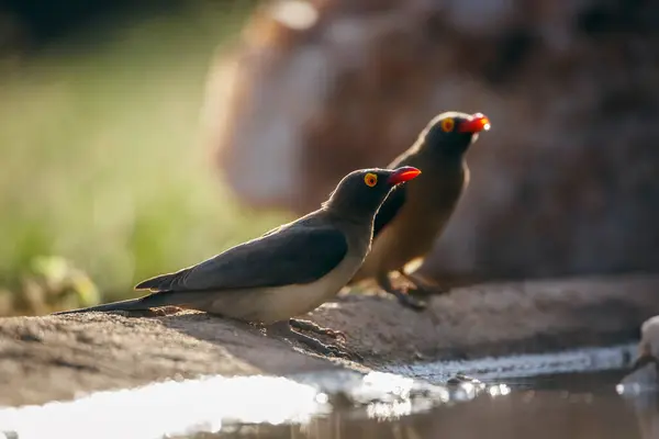 stock image Two Red billed Oxpecker backlit along waterhole in Kruger National park, South Africa ; Specie Buphagus erythrorhynchus family of Buphagidae