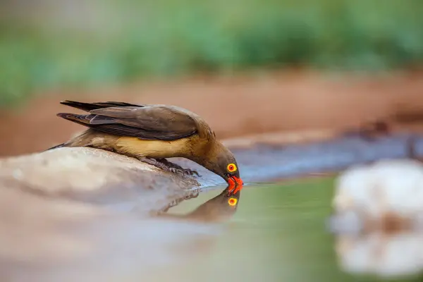 stock image Red billed Oxpecker drinking in waterhole with reflection in Kruger National park, South Africa ; Specie Buphagus erythrorhynchus family of Buphagidae