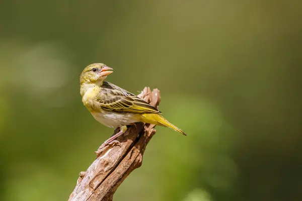 stock image Village weaver standing on a branch isolated in natural background in Kruger National park, South Africa ; Specie Ploceus cucullatus family of Ploceidae