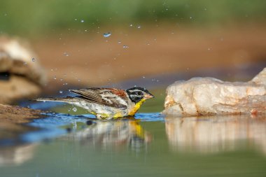 Güney Afrika 'daki Kruger Ulusal Parkı' ndaki su birikintisinde yıkanan Afrika Altın Göğüslü Bunting; Emberizidae familyasından Specie Fringillaria flaviventris