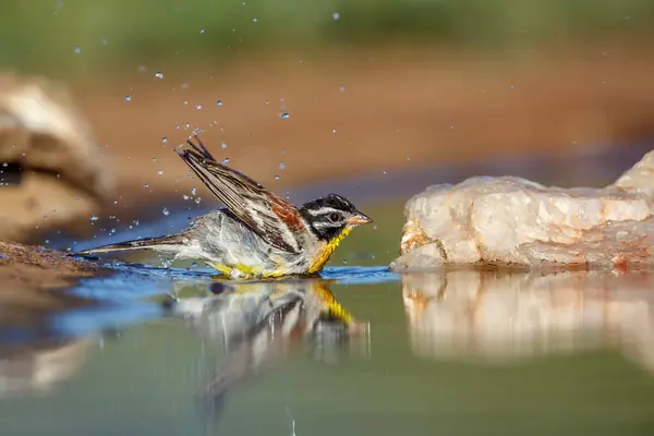 stock image African Golden breasted Bunting bathing in waterhole in Kruger National park, South Africa ; Specie Fringillaria flaviventris family of Emberizidae