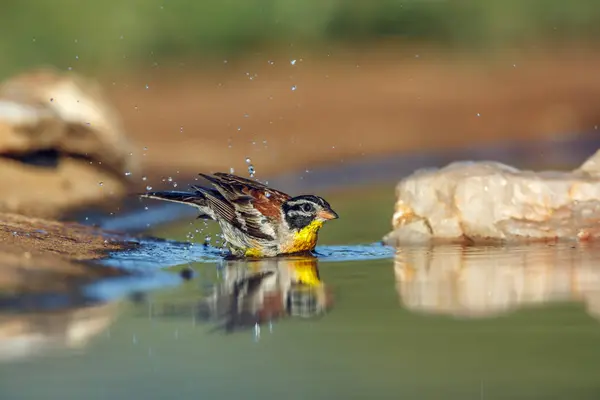 stock image African Golden breasted Bunting bathing in waterhole in Kruger National park, South Africa ; Specie Fringillaria flaviventris family of Emberizidae