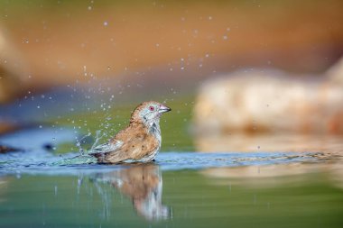 Güney Afrika Kruger Ulusal Parkı 'nda mavi göğüslü Cordonbleu; Estrildidae familyasından Specie Uraeginthus angolensis