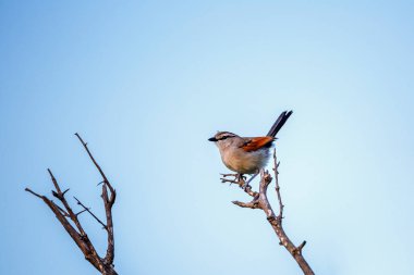 Güney Afrika 'daki Kruger Ulusal Parkı' nda mavi gökyüzünde izole bir dalda duran kahverengi taçlı Tchagra; Malaconotidae familyasından Specie Tchagra australis